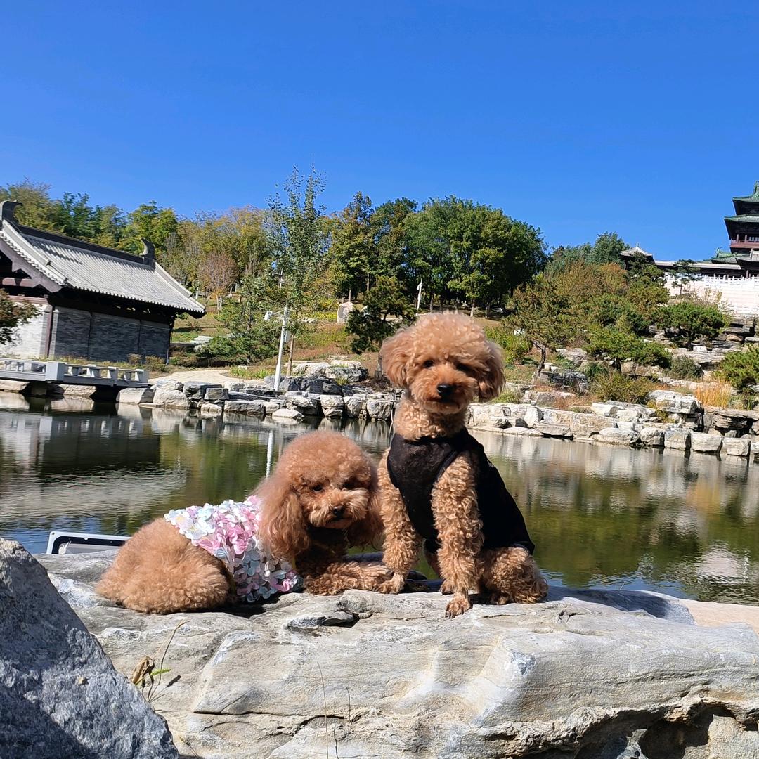 带着lucky-亿万去旅行