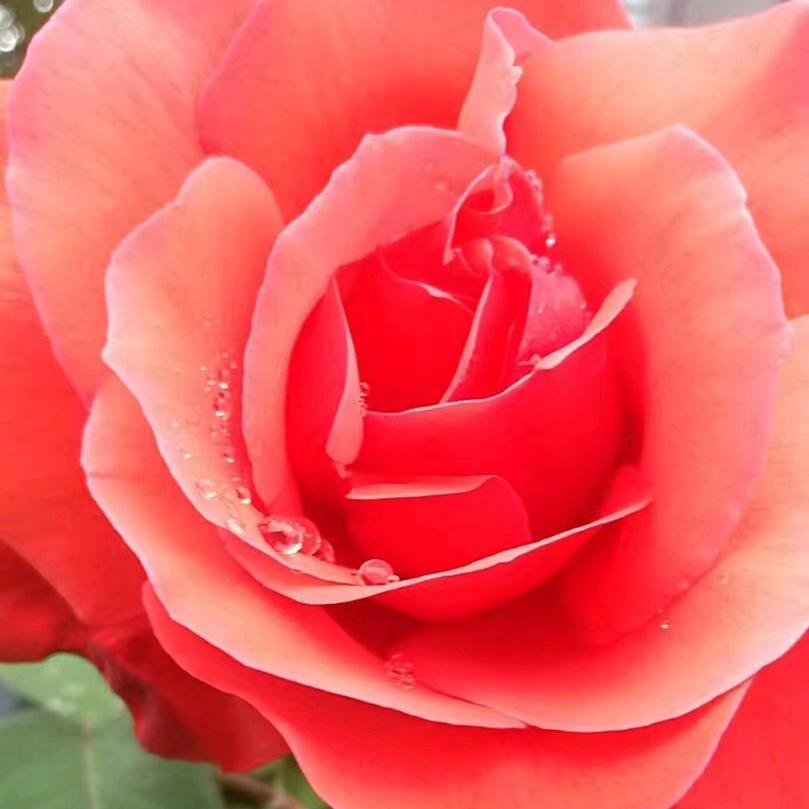 缘定三生🌹🌹🌹💍👫