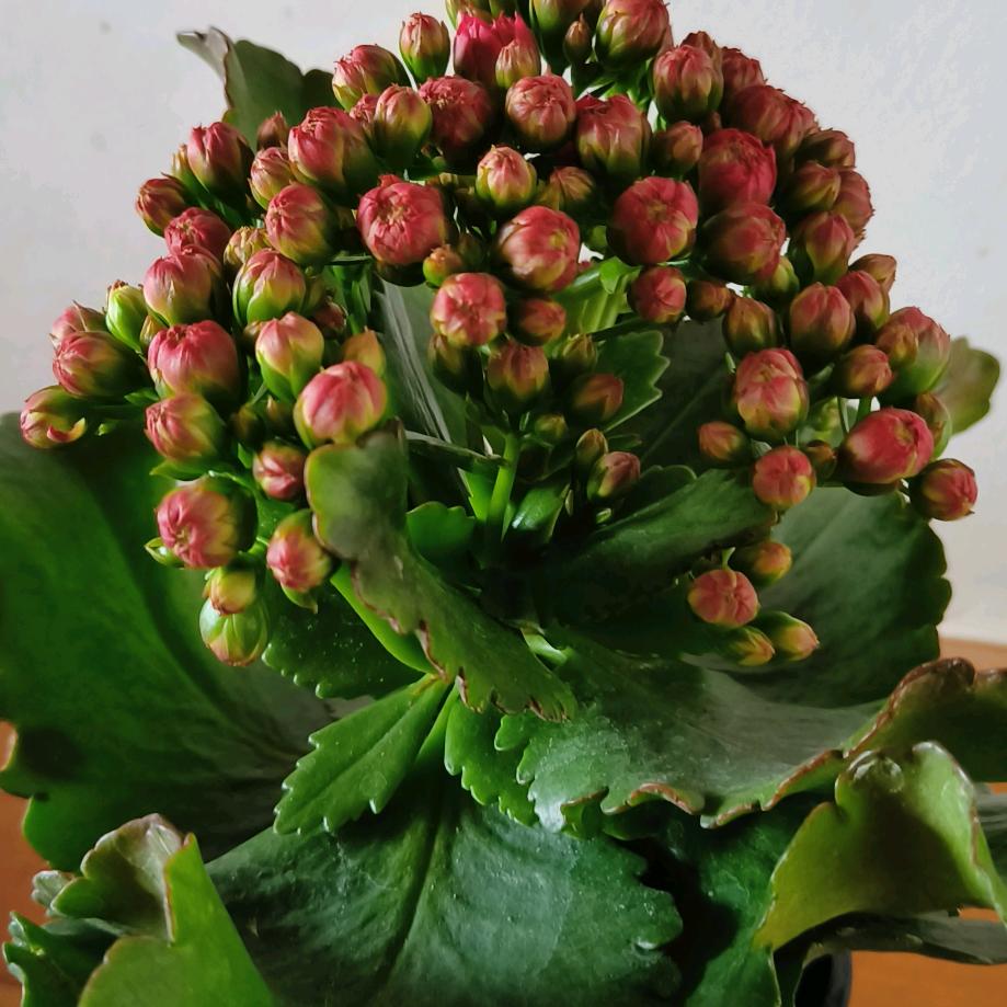 玲珍