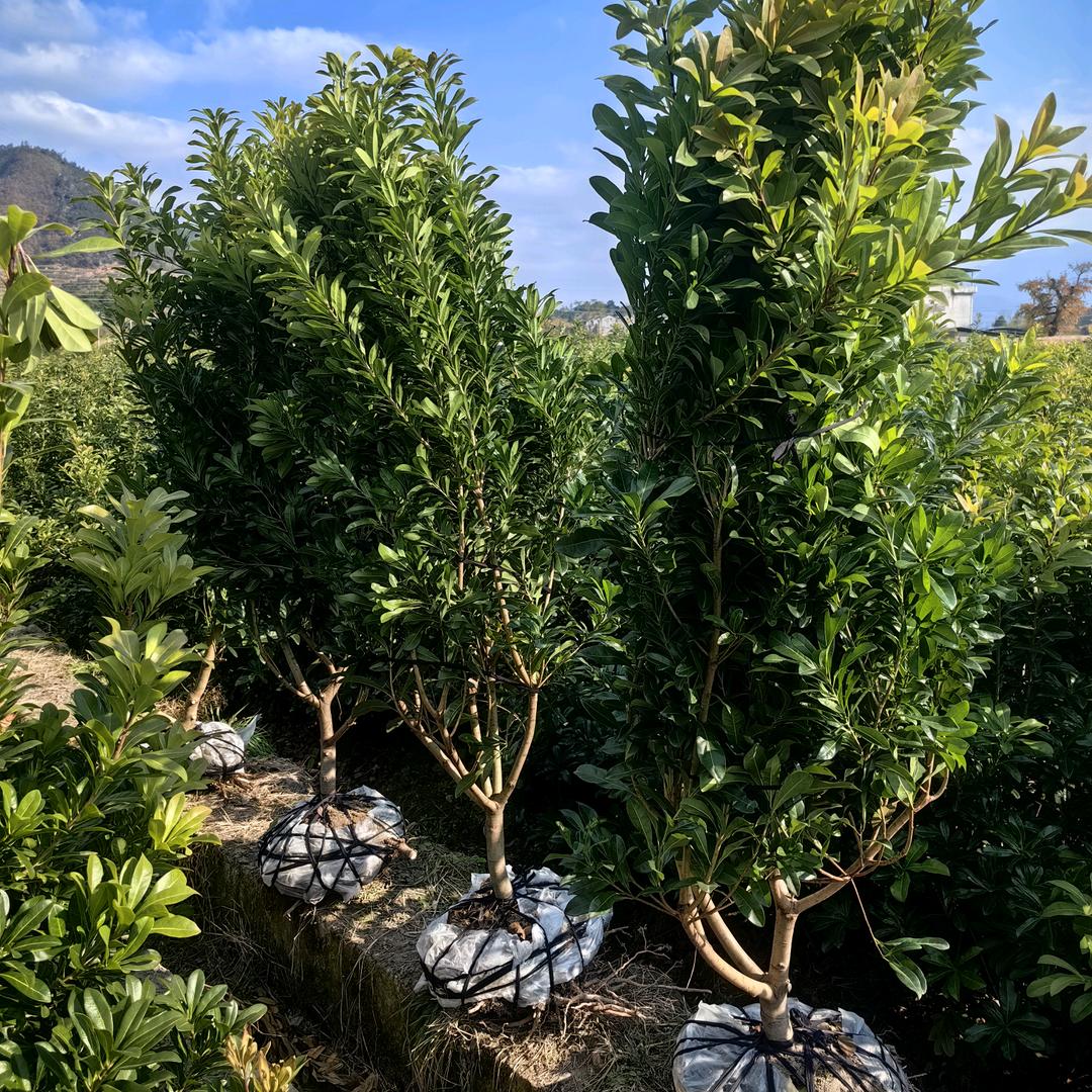 仙居梦霞杨梅种植（业余海钓领队）