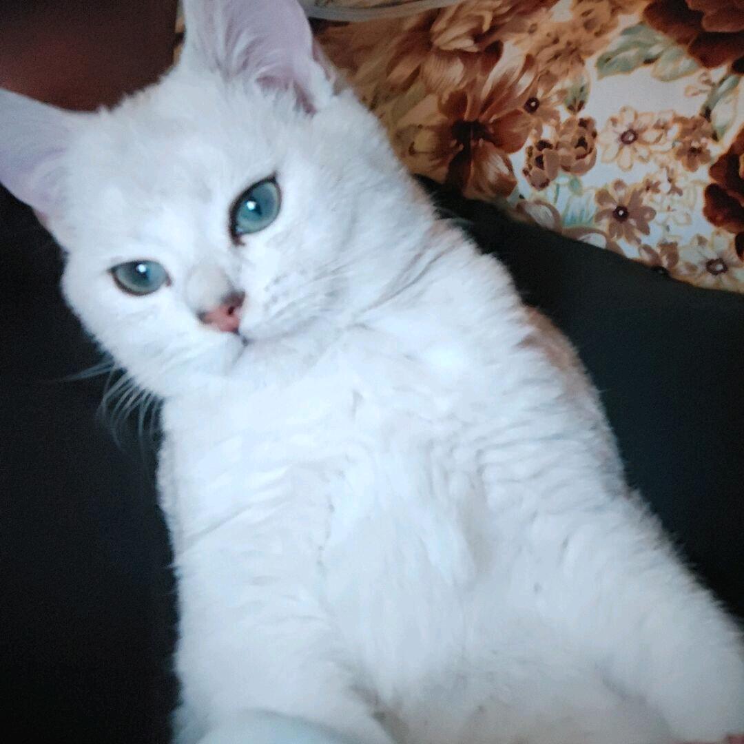 𝕏𝕀𝔸𝕆 𝕏𝕀𝔸ℕ𝔾