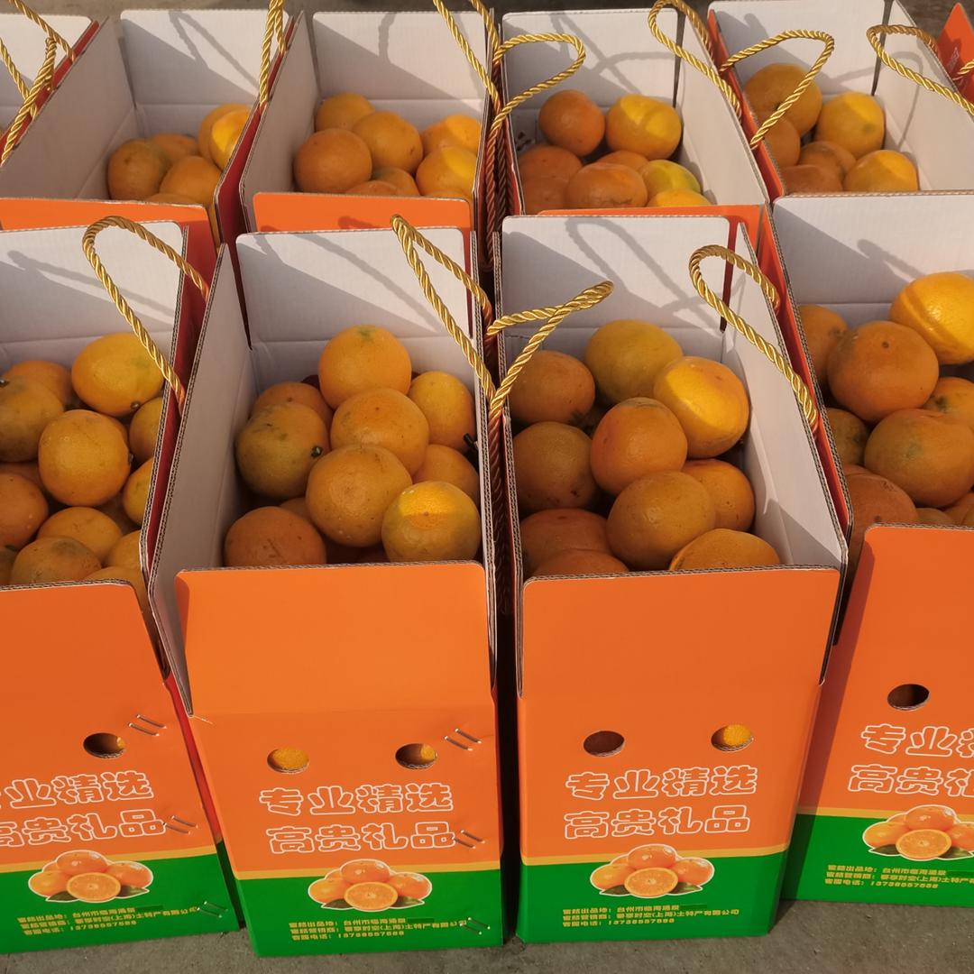 正宗涌泉高山蜜橘