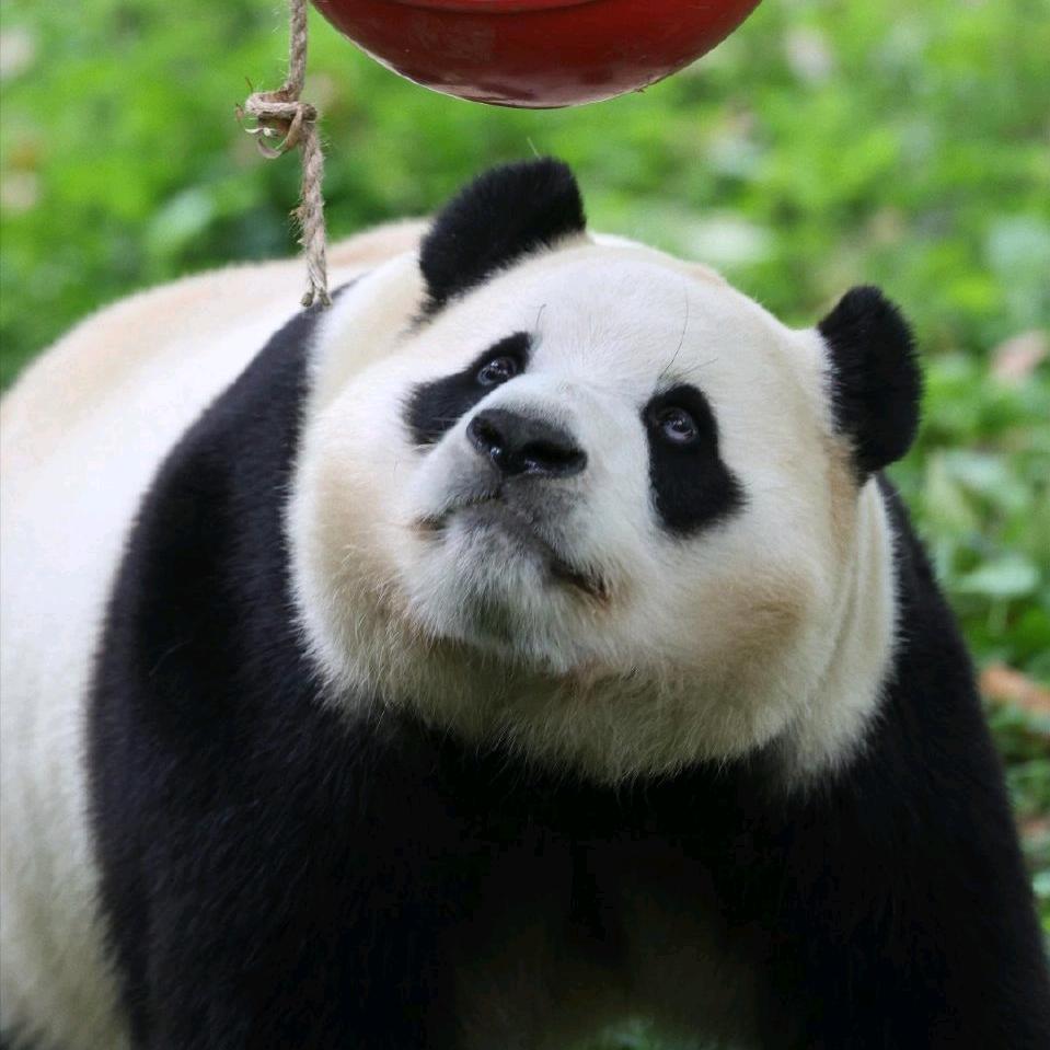 深爱福宝的迷妹