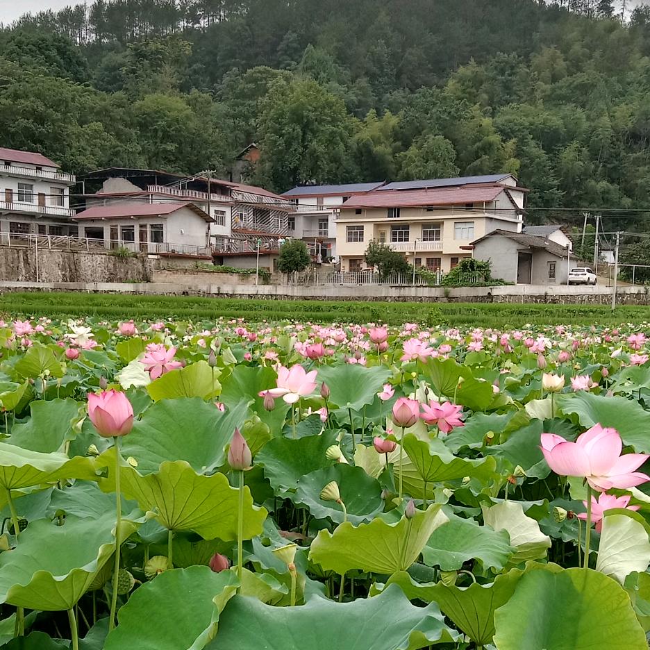 🍃樱🌸🍀子🌻