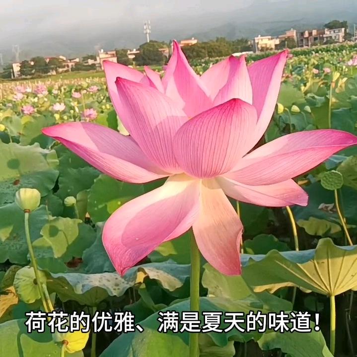 玉泉村的水村史织头像