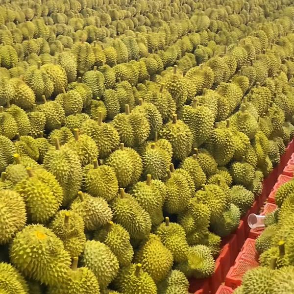 嘉兴榴莲带采，榴莲哥。