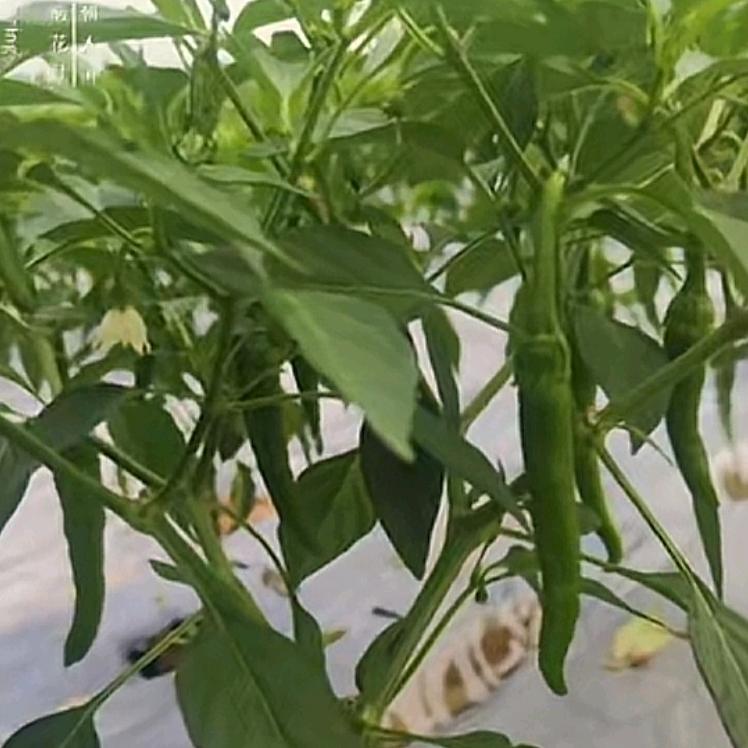 樟树小辣椒🌶️