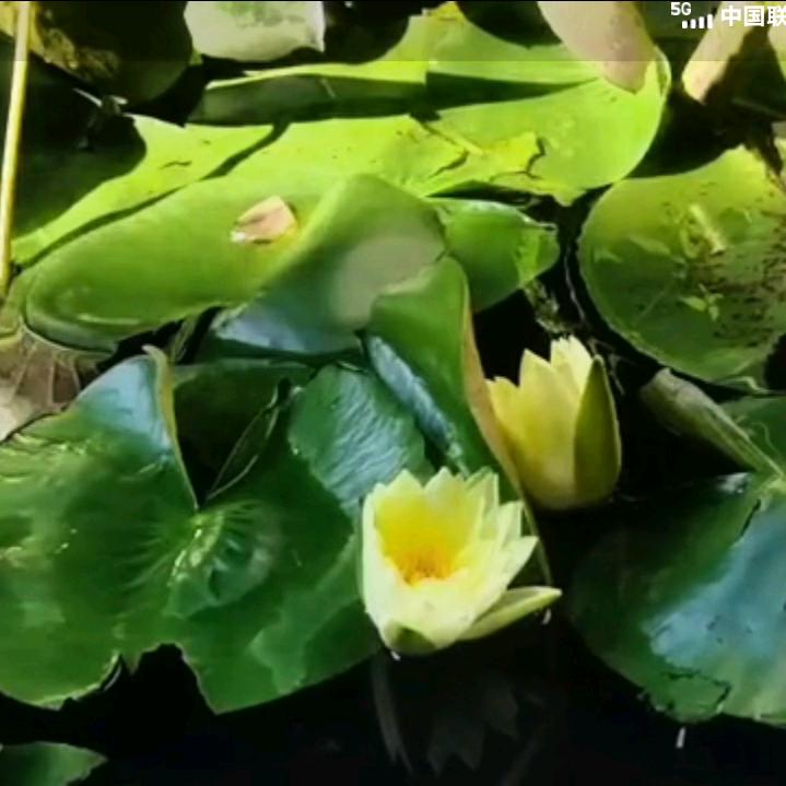 时来运转