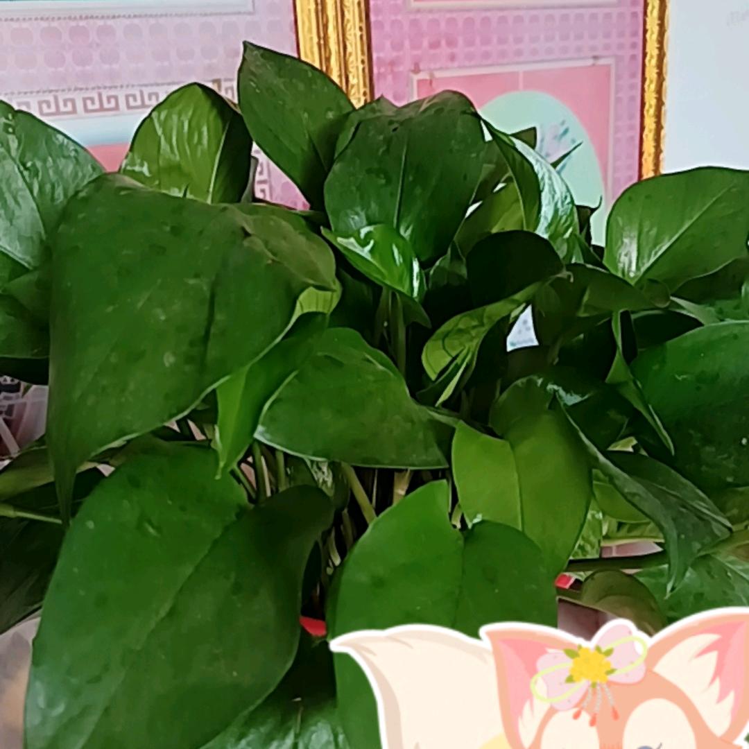 幸福梅子🎄🎄🍎🍎