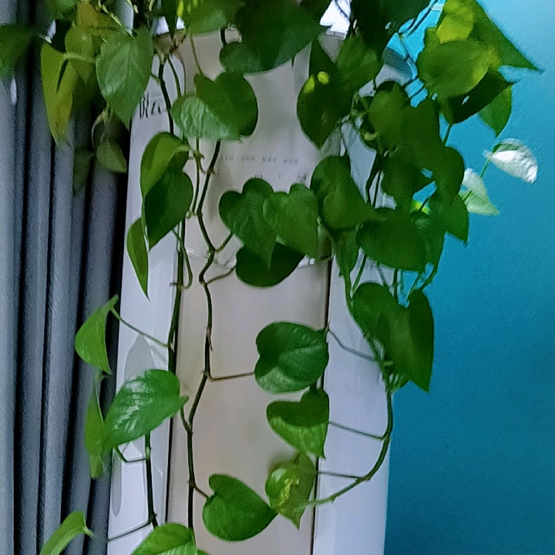 促销各规格鸭绒，鹅绒，大量收50/90鸭