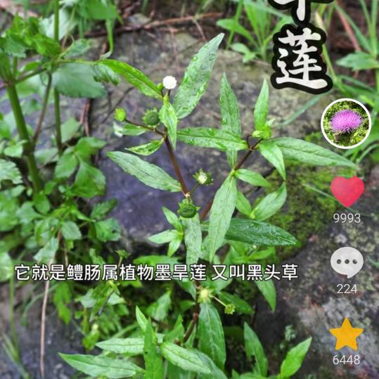 邓姐
