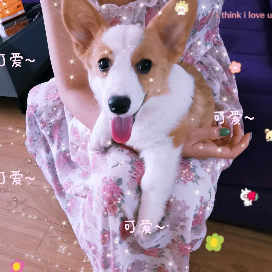 慕斯青皮橘