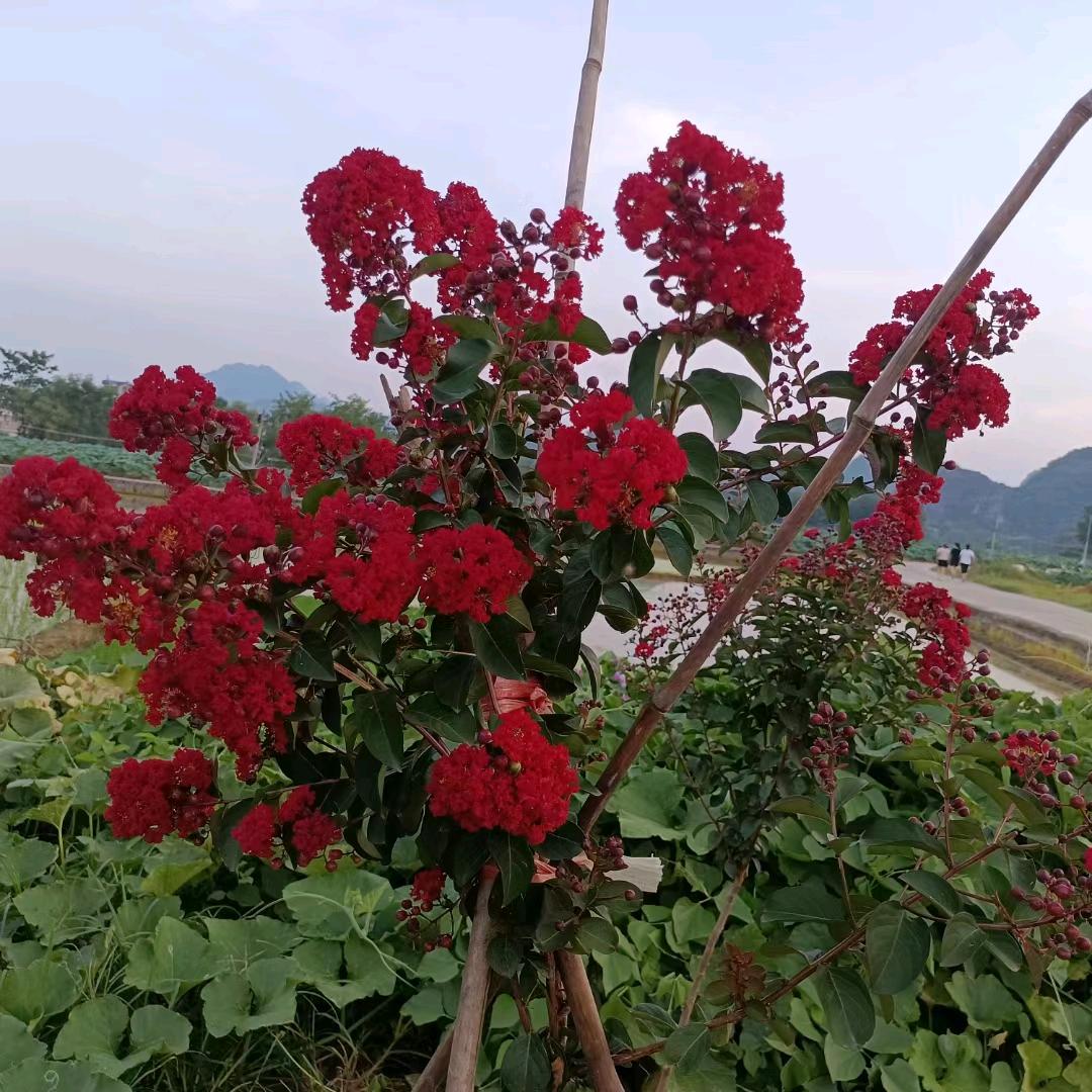 一生平安