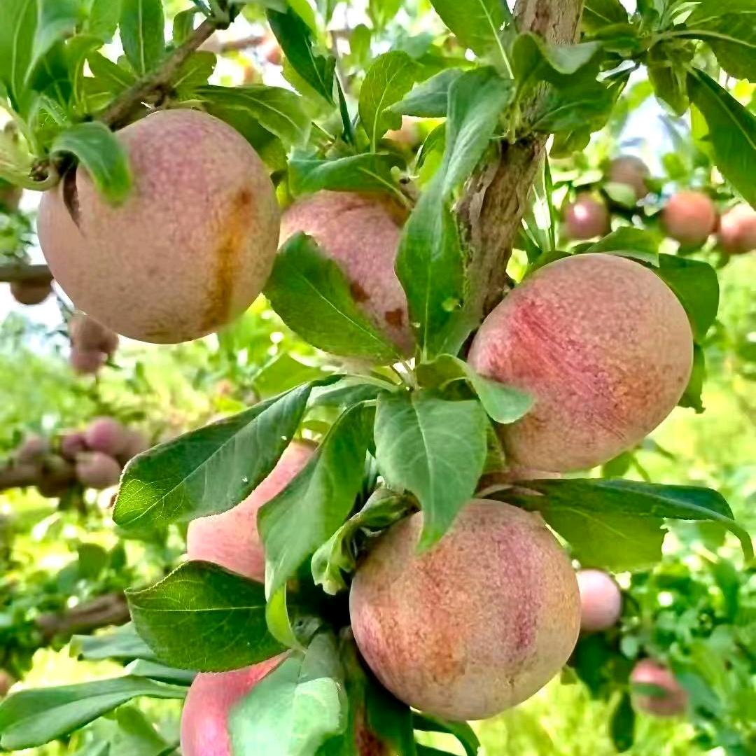 新疆特产明日达