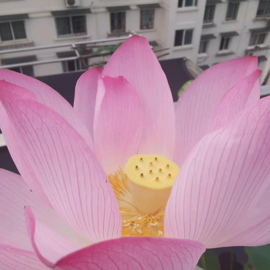 疏萤堂