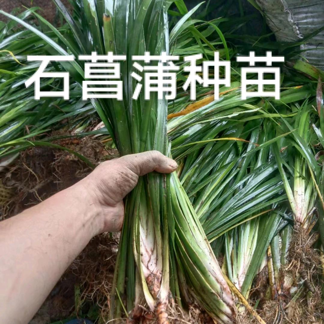 保哥.益丰中药材种植合作社