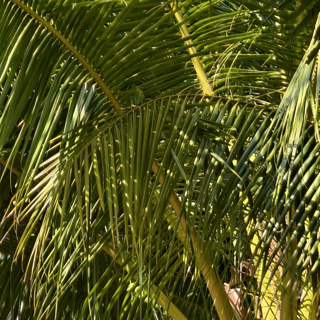 陷入梦境的烨烨