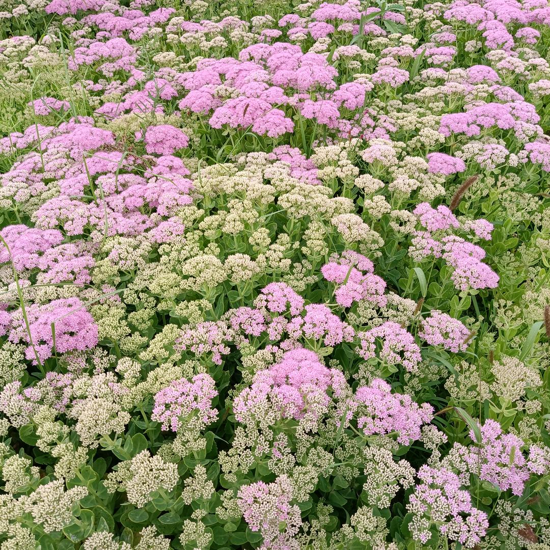 小小花🌸🌸好