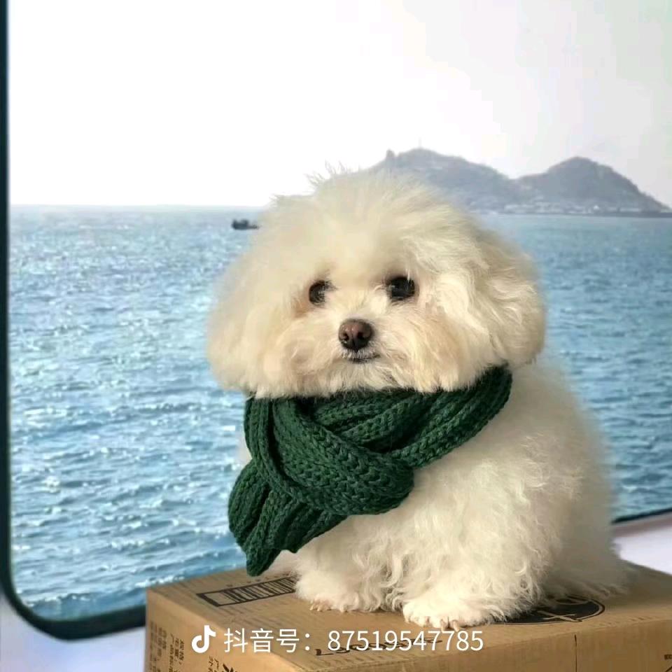幸运聪明鱼🐟