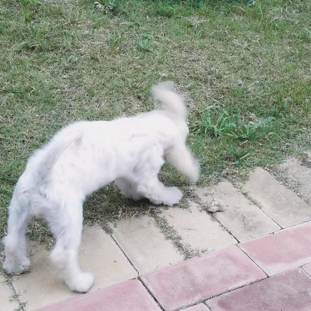 ZXue