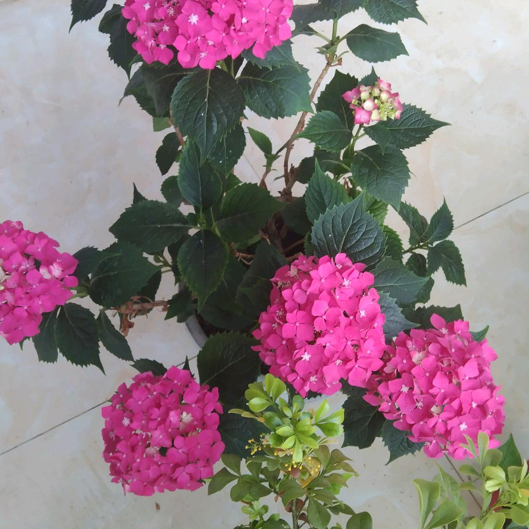 木槿花开