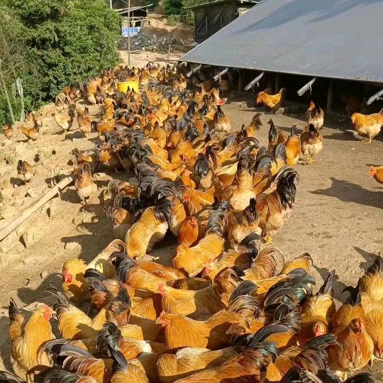 信宜市走地鸡批发零售🐔