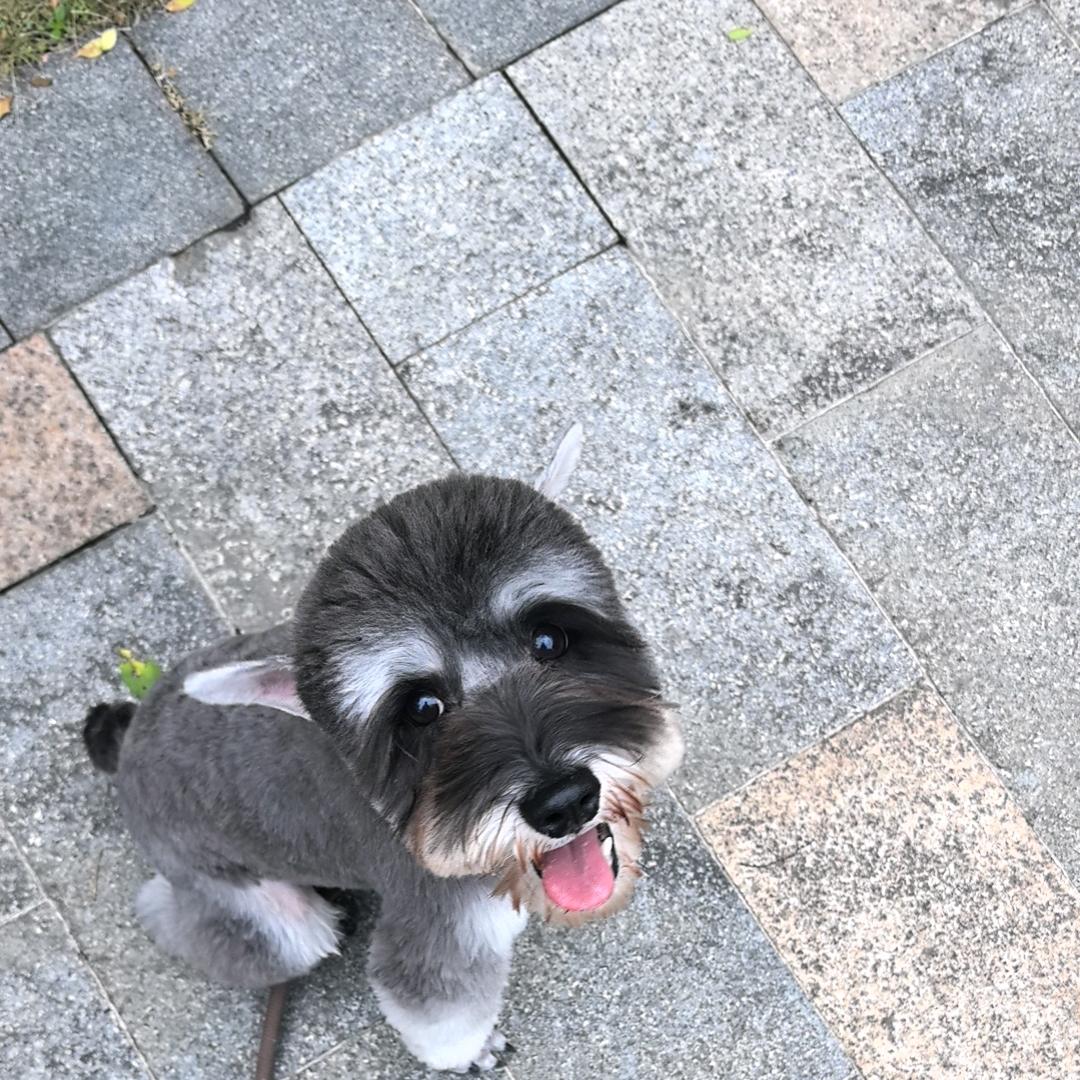 袁长柠作为信息咨询