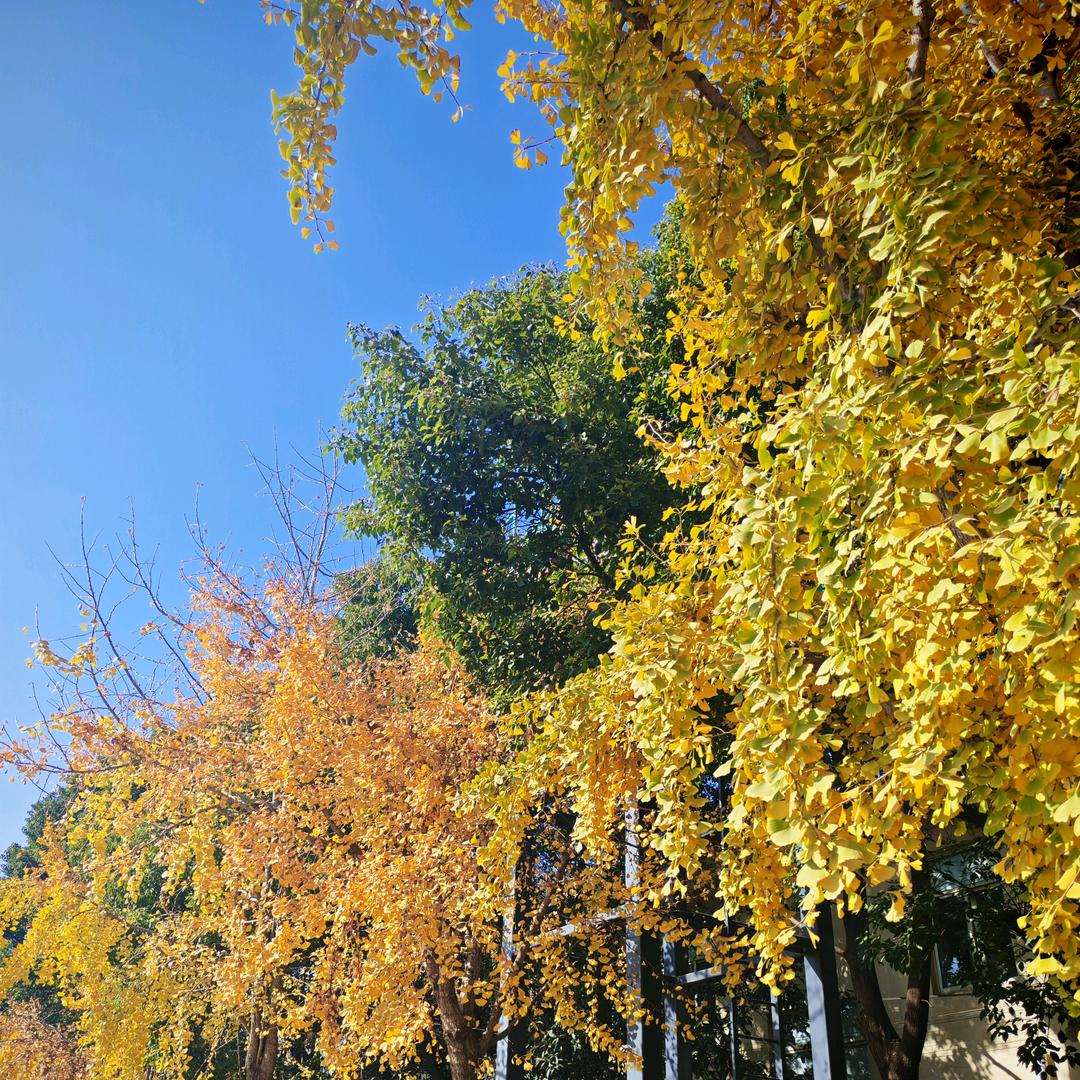 啊双ASFO好物分享