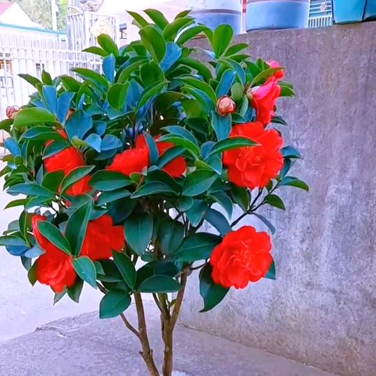 小五子