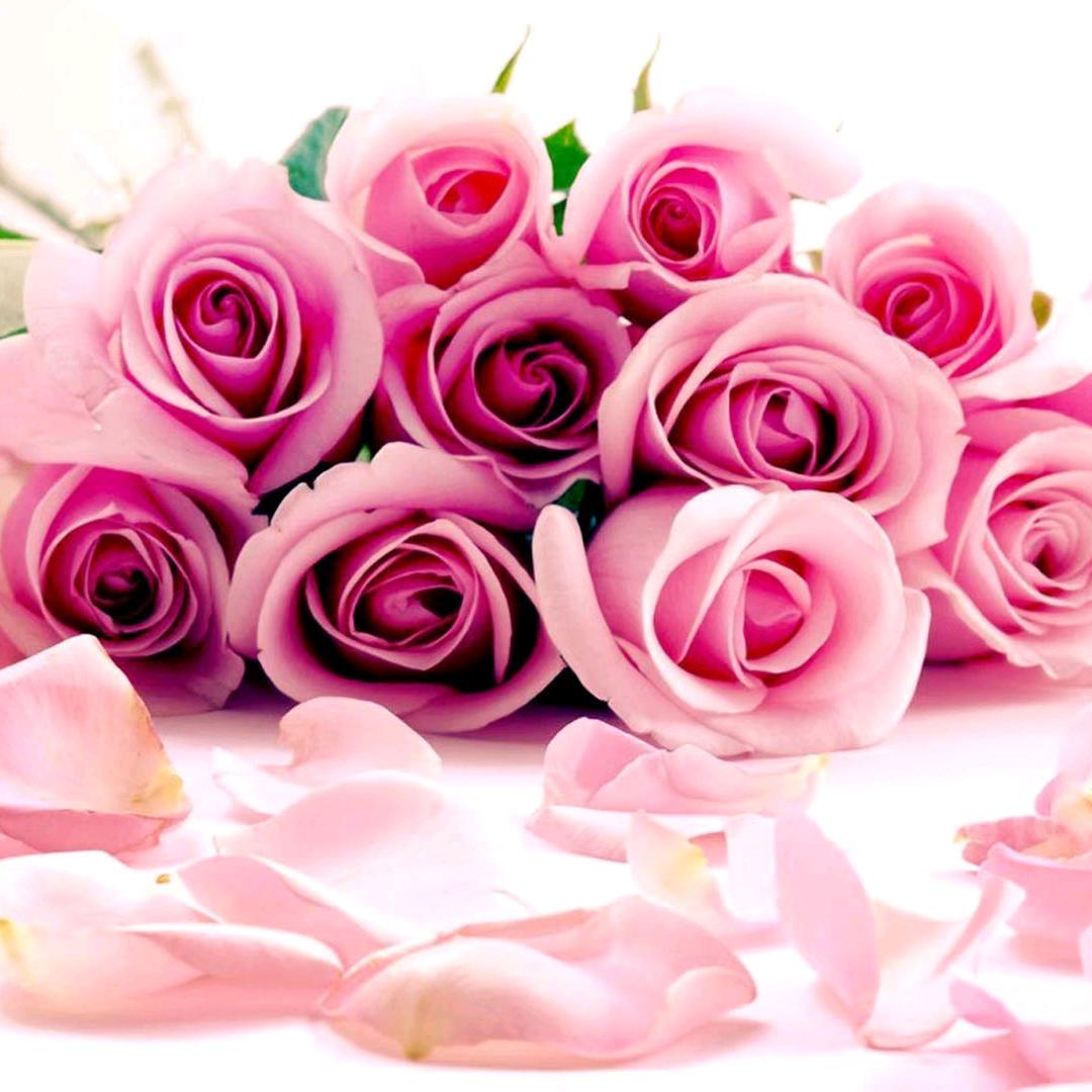 🌸缘来有你🌸