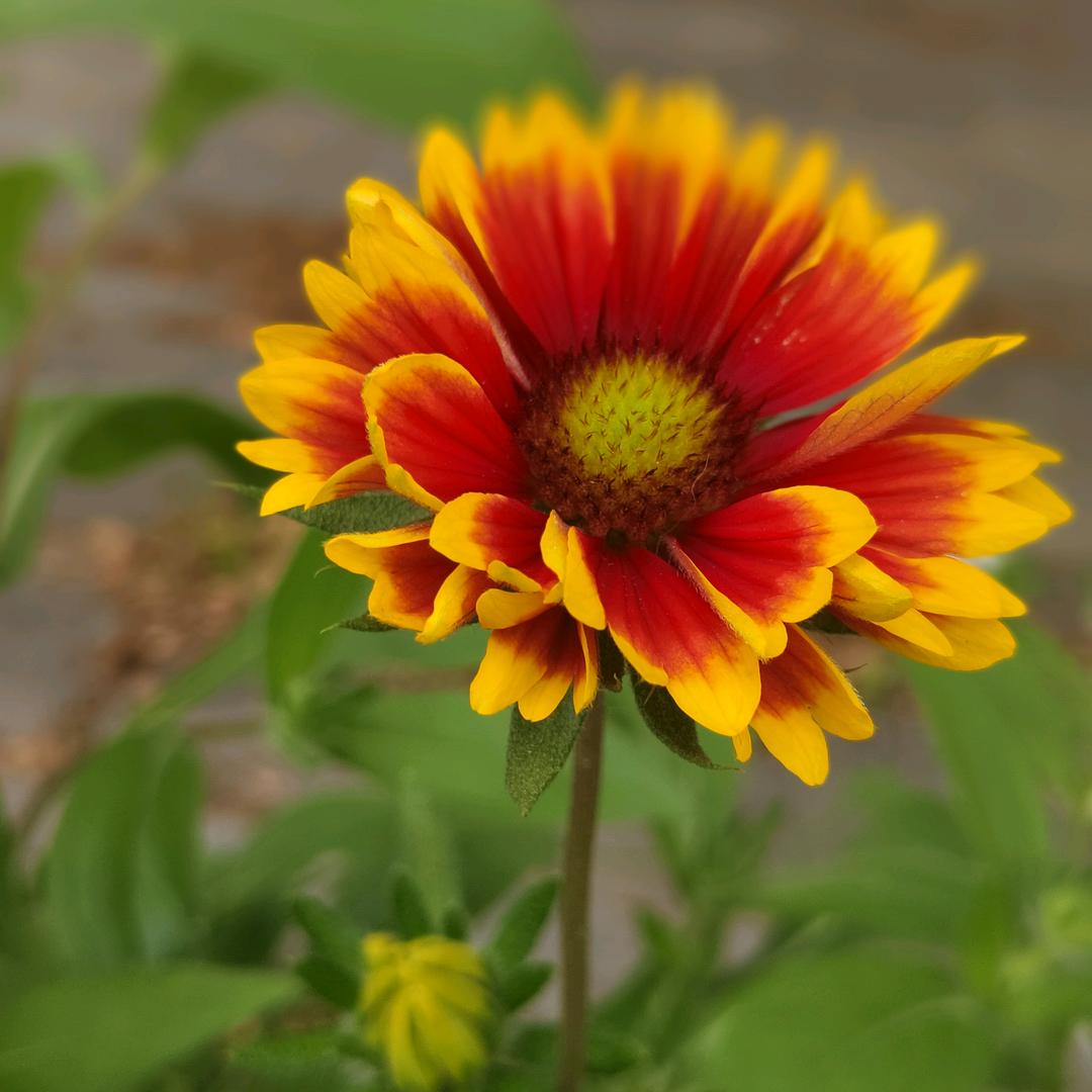 ℳ̶̶̶̶໌໌້ᮨ꧔ꦿ陈Lin꧔ꦿ᭄