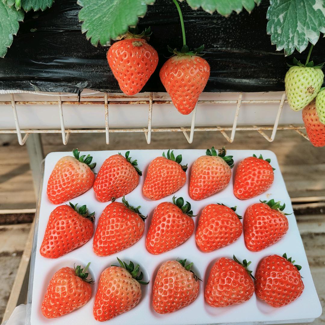 种草莓的刘太太🍓