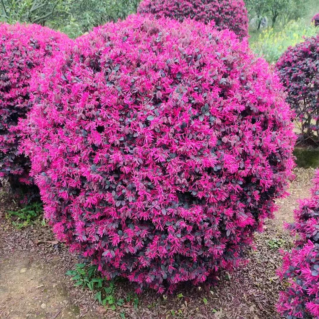 江涛园林精品苗木🌺陈艳🌺