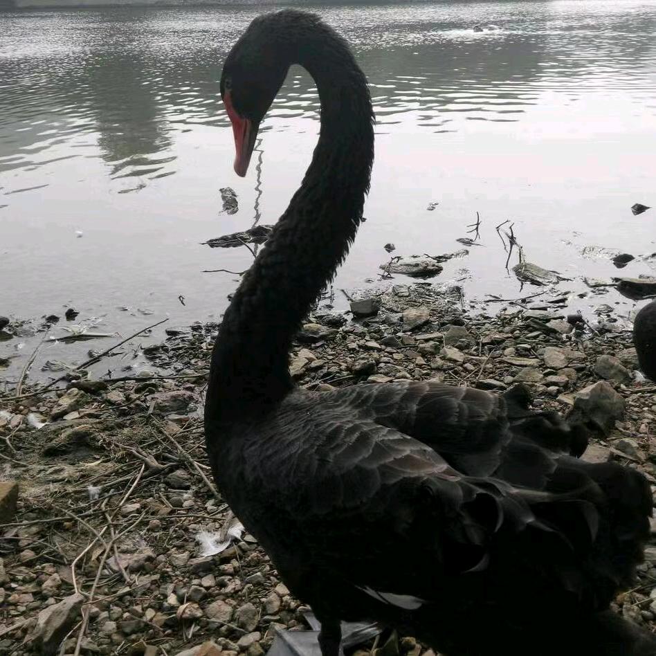 哼哈二将之南哼