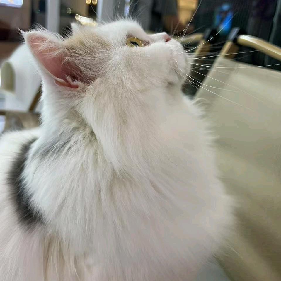 怀中的垂耳兔