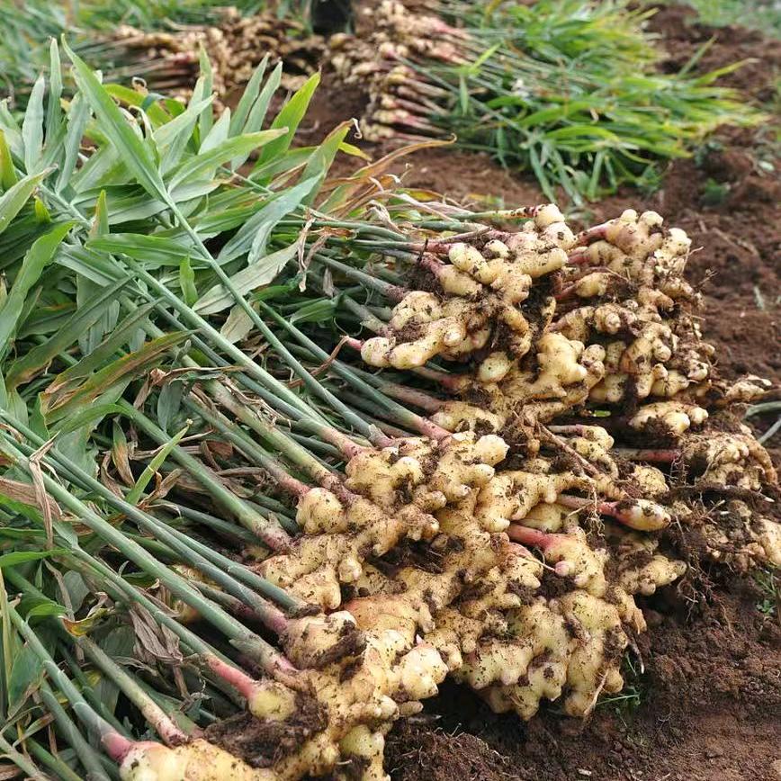 绿水农科严选店