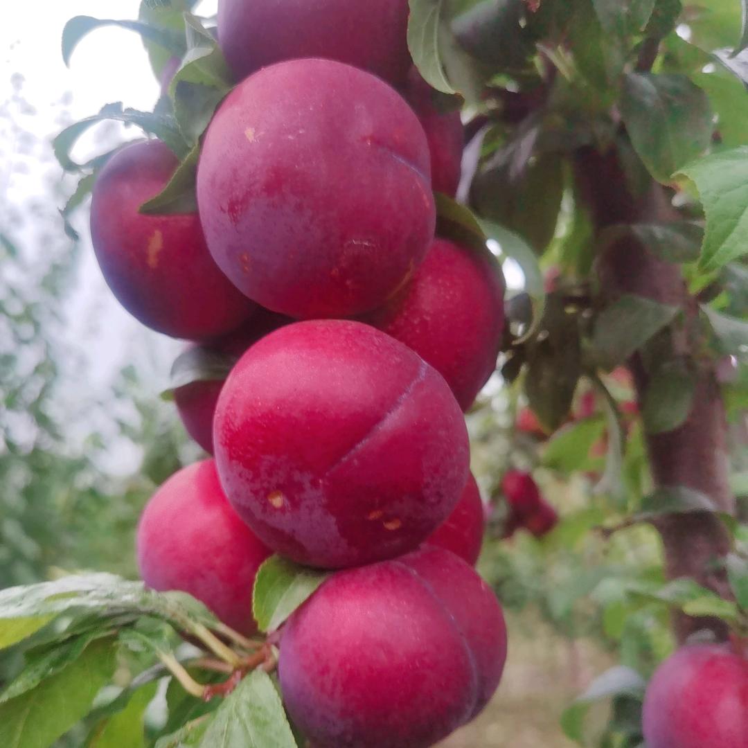 泰安市锦兴缘果蔬农业合作社