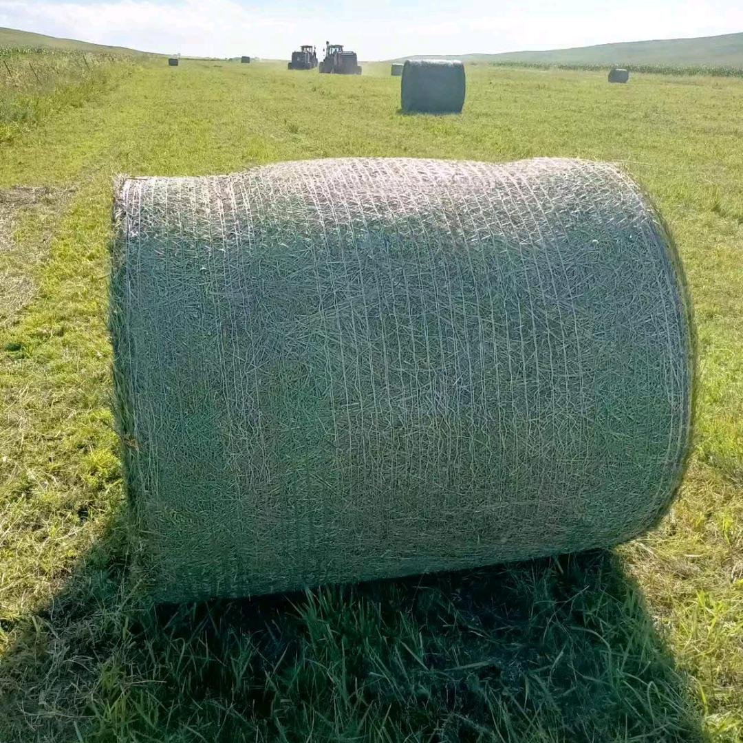 绿辛牧草天然草