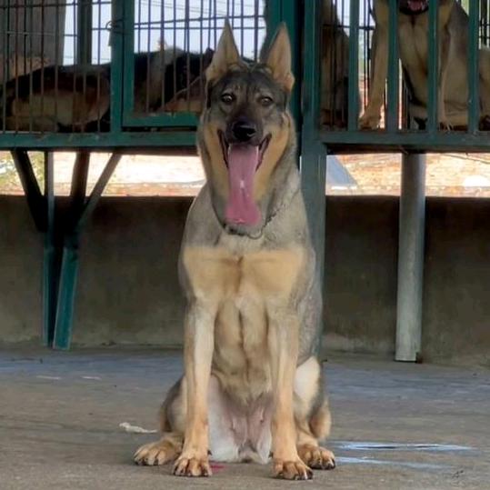 狼图腾《昆明犬》