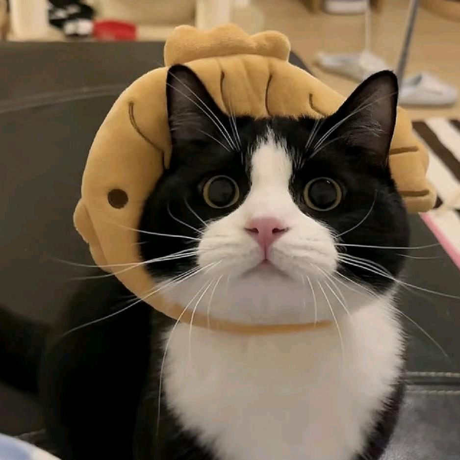 胖胖是黑猫警长