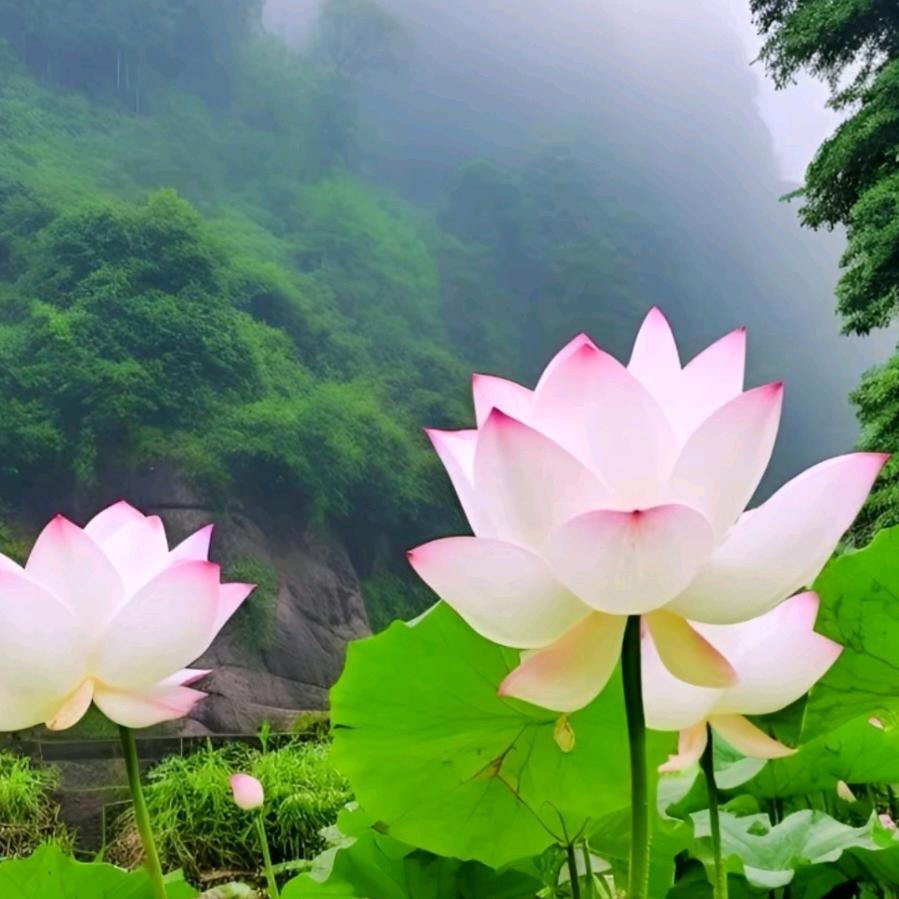 ✨清净心✨