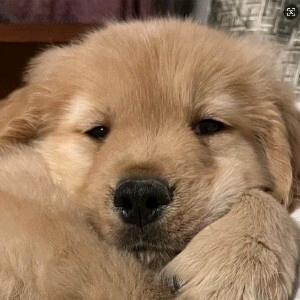 我家金毛叫白菜