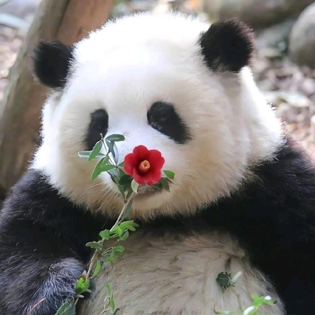 年年亦是旧往