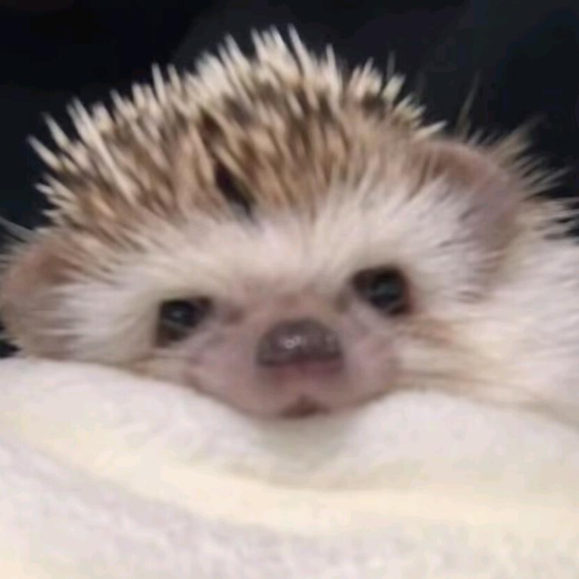 炸炸
