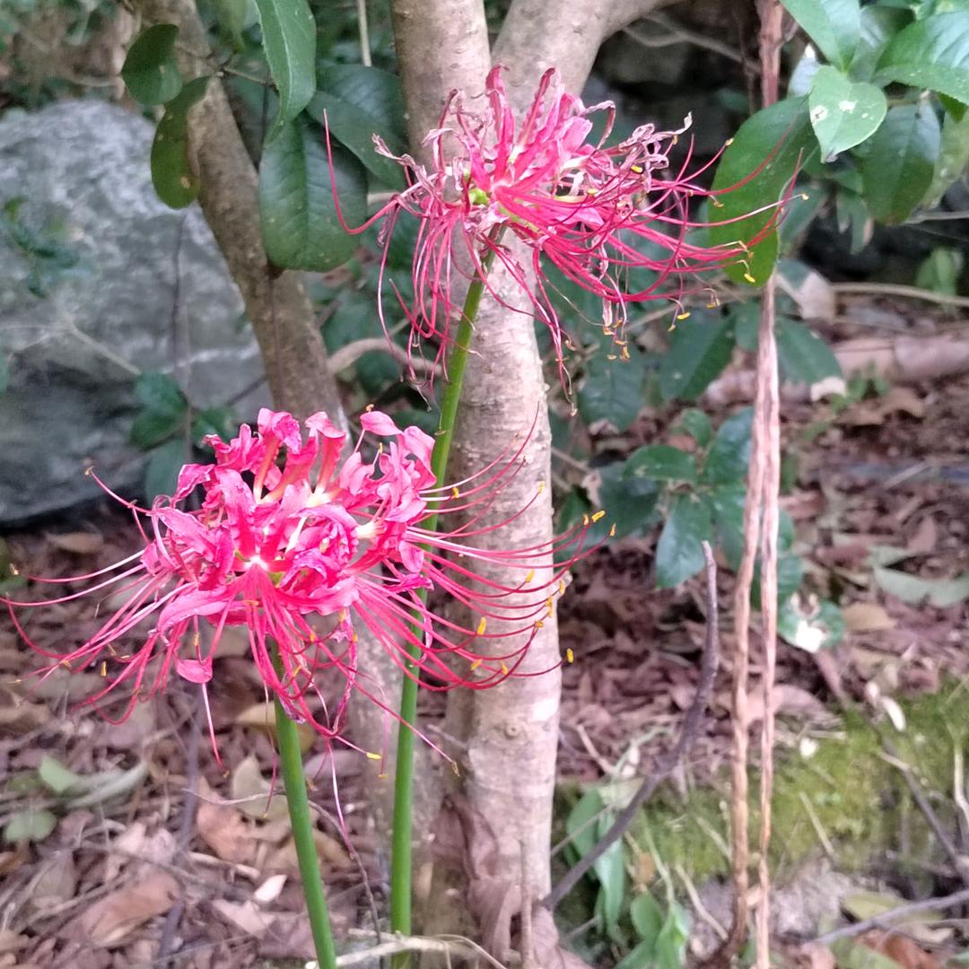 等风等雨等花开