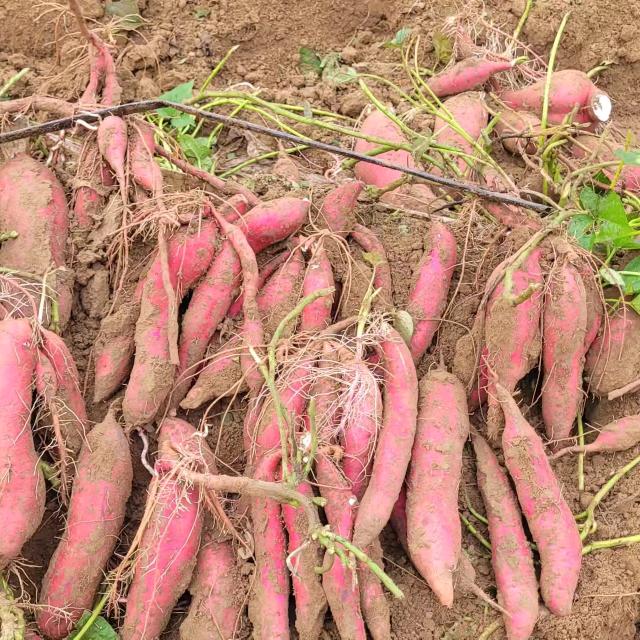 固安红薯～西瓜