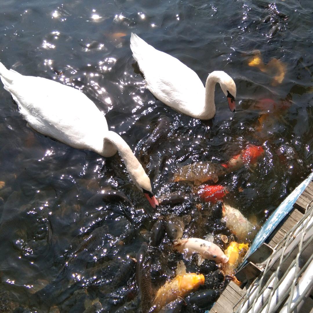 幸运儿(｢･ω･)｢嘿