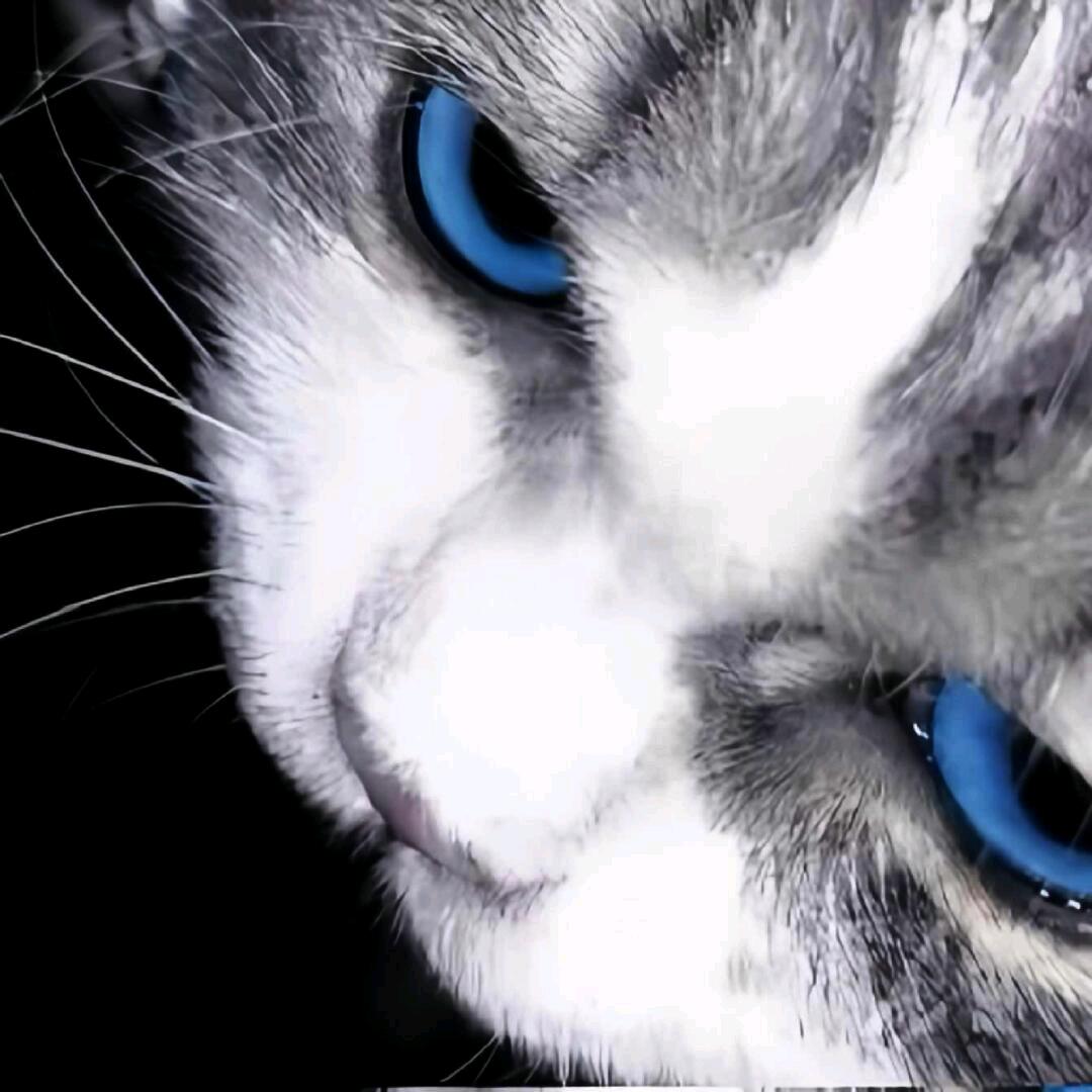 𝗧𝗼𝗸𝗮𝗶𝗲