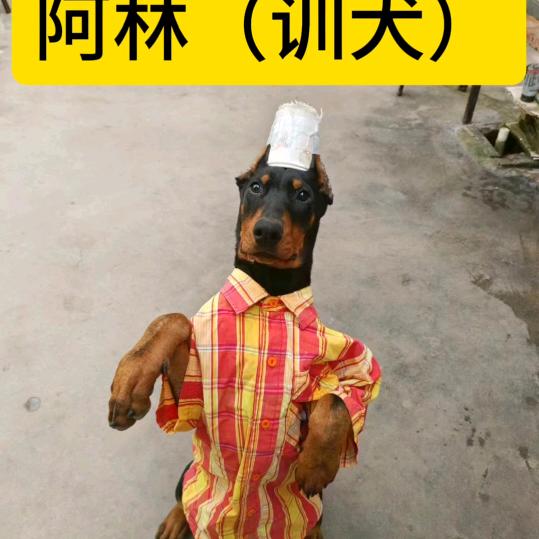 阿林（训犬）