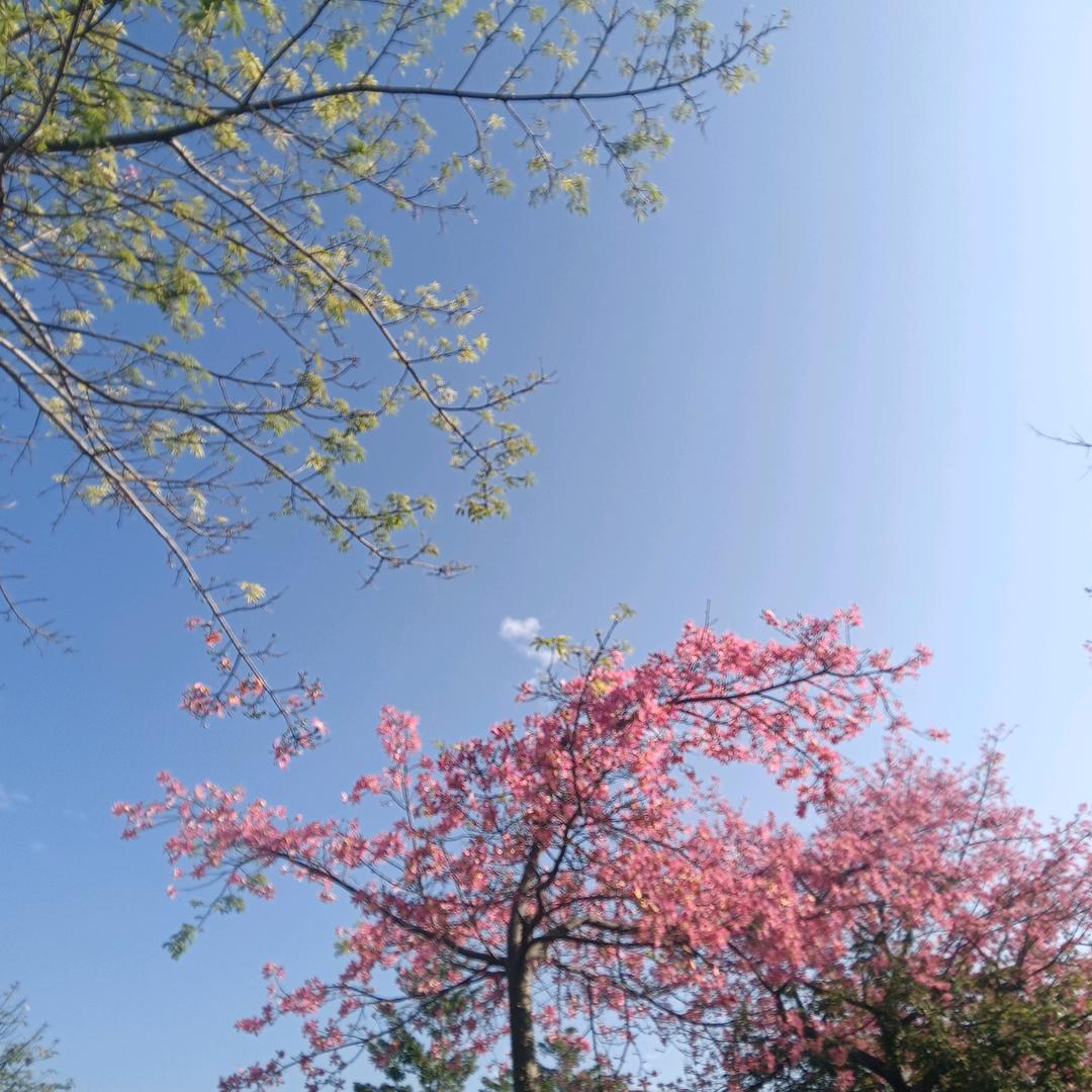 ♪.傃媔